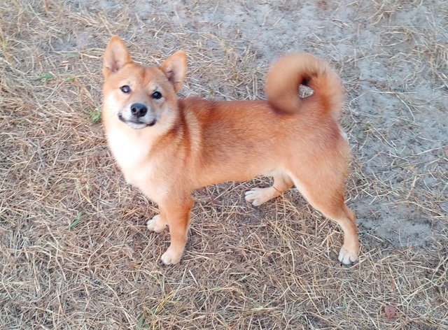 Shiba Inu Pup Your Source For All Things Shiba Inu